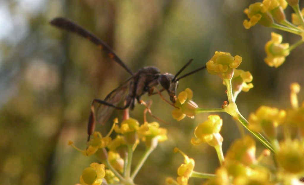 Gasteruption padani: G. cf. minutum e G. sp., maschi